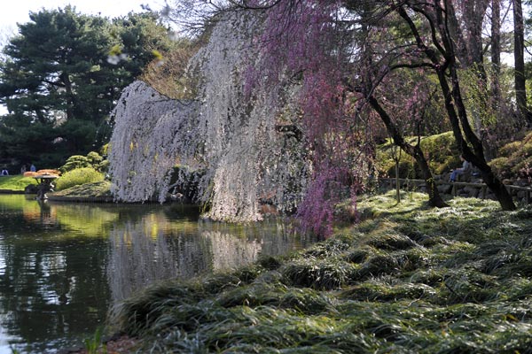 brooklyn-botanic-garden_dsc1