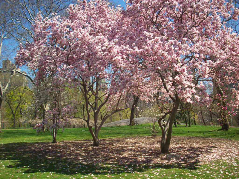 central-park-cherry-blossoms-f