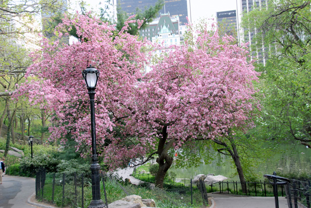 cherry-blossom-tree-in-bloom-near-59th-street